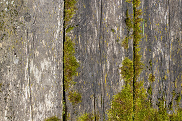 Fototapeta premium Texture of the boards of an old table overgrown with moss, top view, rustic texture