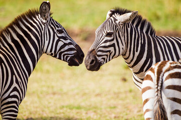 Burchell's Zebra walking and fighting along a dust road in the Masai Mara, Kenya