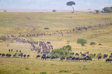 Fototapeta na wymiar Blue Wildebeest crossing the Mara River during the annual migration in Kenya 