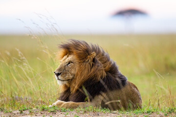 Portrait of a male lion resting on the grass of the Masai Mara in Kenya