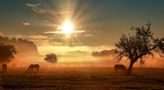 Sunrise over the pastures, horses covered in fog graze on the meadow..