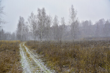 First snow in the autumn forest