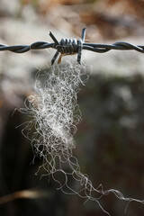nylon thread on barbed wire fence