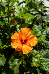 orange hibiscus grown in a garden in spain