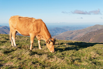 Cow grazing in the Navarrese Pyrenees
