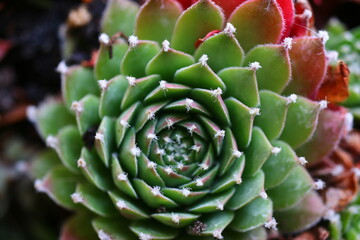 rojnik Bold Chick Sempervivum