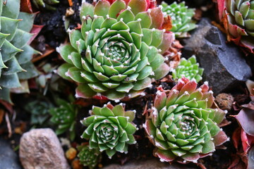 rojnik Bold Chick Sempervivum