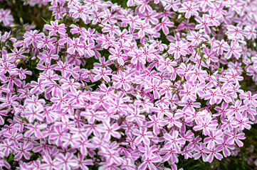 purple and white flowers