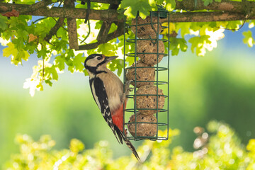 Great spotted woodpecker bird hanging and eating on a feeder with fat balls hanging in the garden...