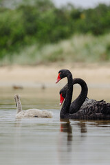 Obraz premium Pair of Black Swans swimming in a lake with two Juvenile swans. 