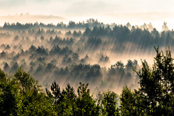 Foggy forest © Kotwica Foto