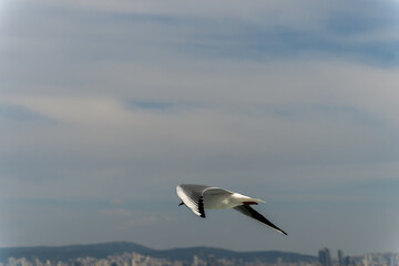 Istanbul seagulls  feeding and following the ferry