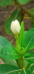 White Catharanthus Roseus Flower Bud on Green Leaves Background