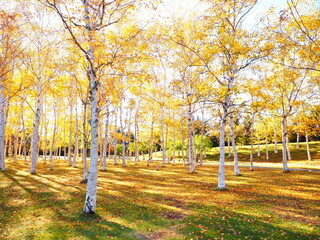 北海道の風景 秋の白樺林の紅葉
