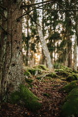 Obraz premium trees in the forest