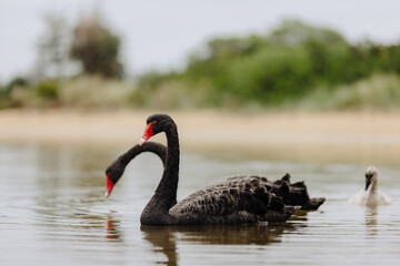 Pair of Black Swans swimming in a lake with two Juvenile swans.  