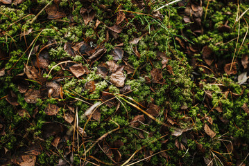 moss in the forest