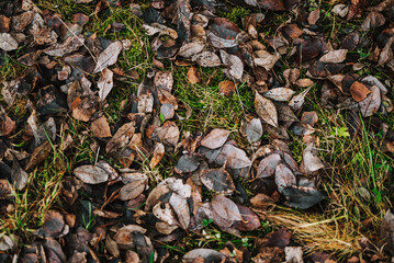 leaves on the ground