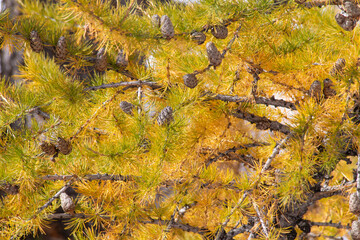 Mel&egrave;ze en automne