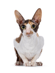 Cute choc tortie with white Cornish Rex cat kitten, sitting in knitted basket. Looking straight to camera with big eyes. Isolated on a white background.