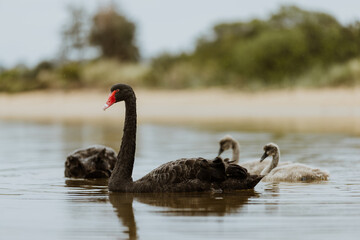 Pair of Black Swans swimming in a lake with two Juvenile swans.  