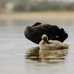 Pair of Black Swans swimming in a lake with two Juvenile swans.  
