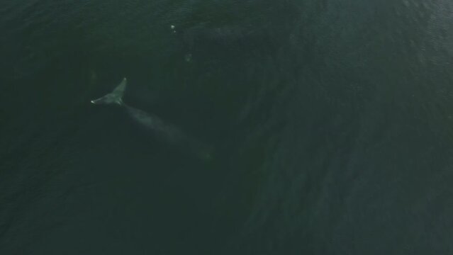 A family of adult Greland whales underwater. Aerial photography from a low altitude.