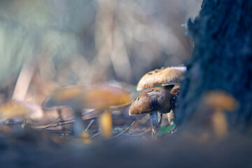 Next to a tree where the light shines