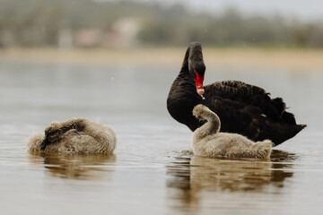 Fototapeta premium Pair of Black Swans swimming in a lake with two Juvenile swans. 