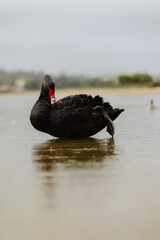 Fototapeta premium Black swan pruning its feathers in a lake.