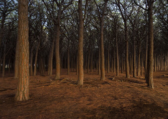 Mystischer Pinienwald