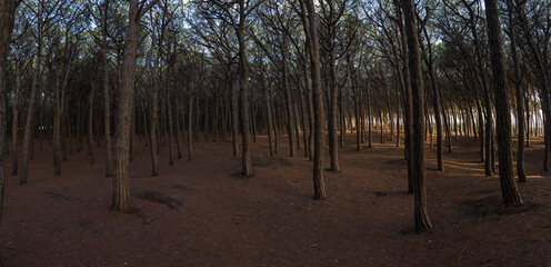 Mystischer Pinienwald