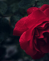 red rose