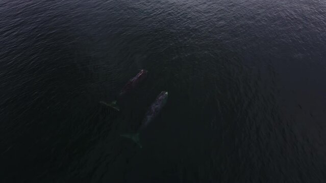 Two Grendland whales swim shallow underwater. A whale emerges from the water. Aerial photography of whales. Wild animals in their native environment.