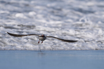 Dolphin Gull (Leucophaeus scoresbii) on the coast of Sea Lion Island in the Falkland Islands