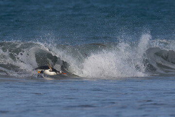 Fototapeta premium Gentoo Penguins (Pygoscelis papua) coming ashore after feeding at sea on Sea Lion Island in the Falkland Islands.