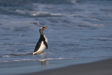 Gentoo Penguins (Pygoscelis papua) coming ashore after feeding at sea on Sea Lion Island in the Falkland Islands.