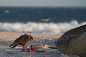 Striated Caracara (Phalcoboenus australis) feeding on the afterbirth from pupping elephant seals on Sea Lion Island in the Falkland Islands.