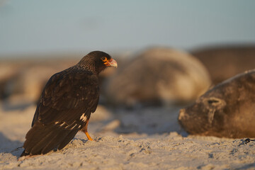 Striated Caracara (Phalcoboenus australis) waiting for an opportunity to feed on afterbirth from pupping elephant seals on Sea Lion Island in the Falkland Islands.