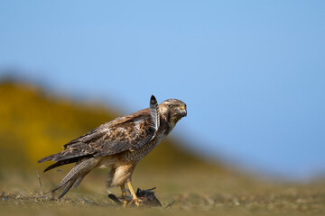 Variable Hawk (Buteo polyosoma) feeding  on a small bird it has caught on Sea Lion Island in the Falkland Islands