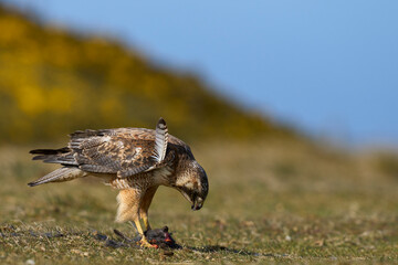 Variable Hawk (Buteo polyosoma) feeding  on a small bird it has caught on Sea Lion Island in the...