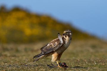 Variable Hawk (Buteo polyosoma) feeding  on a small bird it has caught on Sea Lion Island in the Falkland Islands