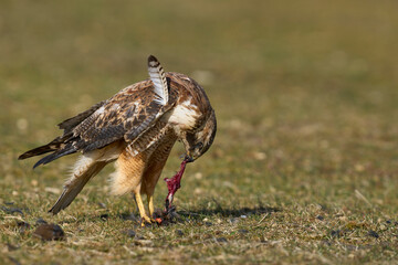 Variable Hawk (Buteo polyosoma) feeding  on a small bird it has caught on Sea Lion Island in the Falkland Islands