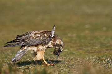 Variable Hawk (Buteo polyosoma) feeding  on a small bird it has caught on Sea Lion Island in the Falkland Islands