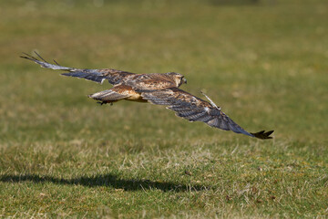 Variable Hawk (Buteo polyosoma) flying low over the ground on Sea Lion Island in the Falkland Islands