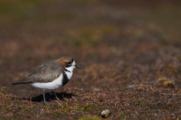 Two-banded Plover (Charadrius falklandicus) foraging amongst vegetation on Sea Lion Island on the...