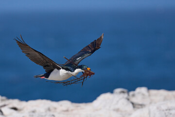 Imperial Shag (Phalacrocorax atriceps albiventer) carrying vegetation to be used as nesting...