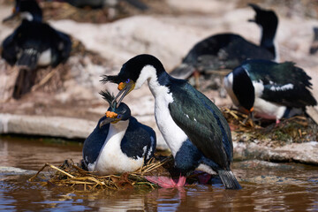Pair of Imperial Shag (Phalacrocorax atriceps albiventer) engaged in a courtship ritual on the cliffs of Sea Lion Islands in the Falkland Islands.