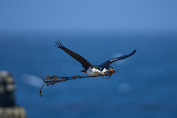 Imperial Shag (Phalacrocorax atriceps albiventer) carrying vegetation to be used as nesting material on Sea Lion Island in the Falkland Islands