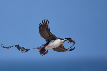 Imperial Shag (Phalacrocorax atriceps albiventer) carrying vegetation to be used as nesting...